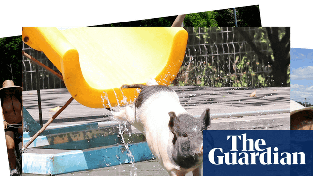 Pig on a water slide and cyclists’ naked protest: photos of the weekend